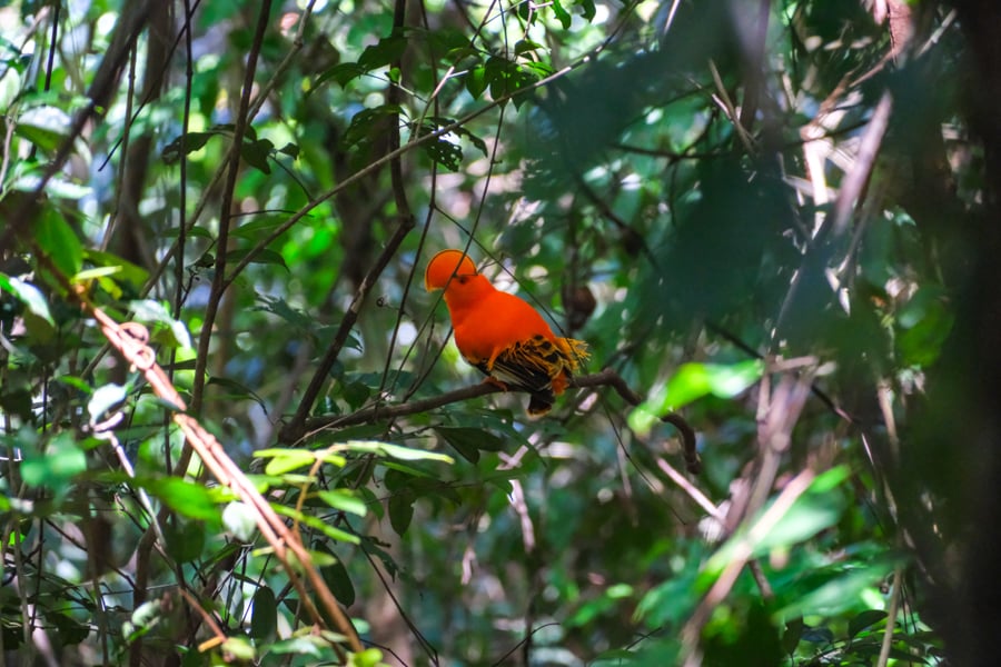 Bright orange cock-of-the-rock bird