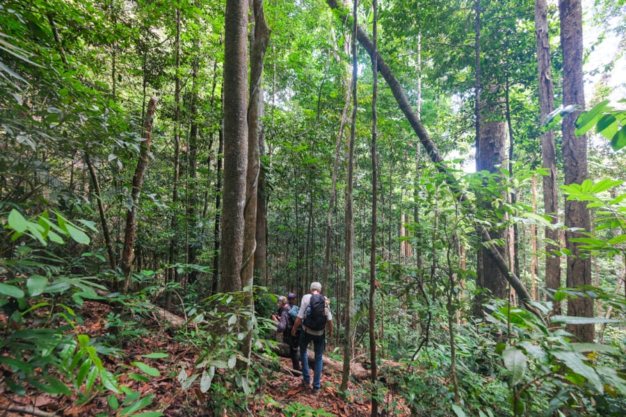 Hiking in the jungle trees