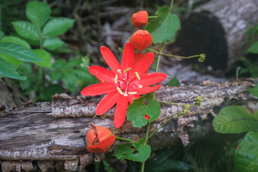 Red flower in the jungle