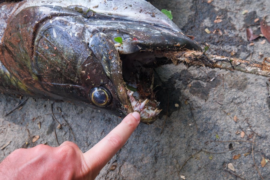 Anjumara fish mouth with sharp teeth