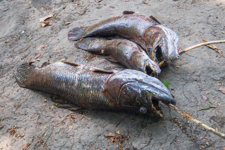 Three anjumara fish on the ground