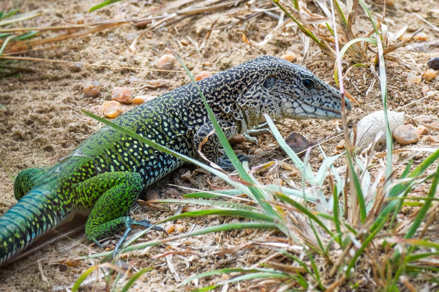 Bright green lizard in the grass