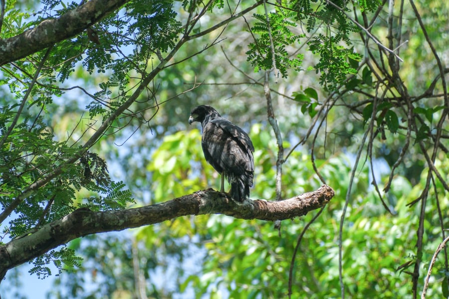 Eagle watching us from the trees