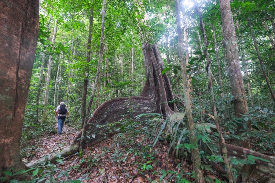 Giant tree roots in the jungle