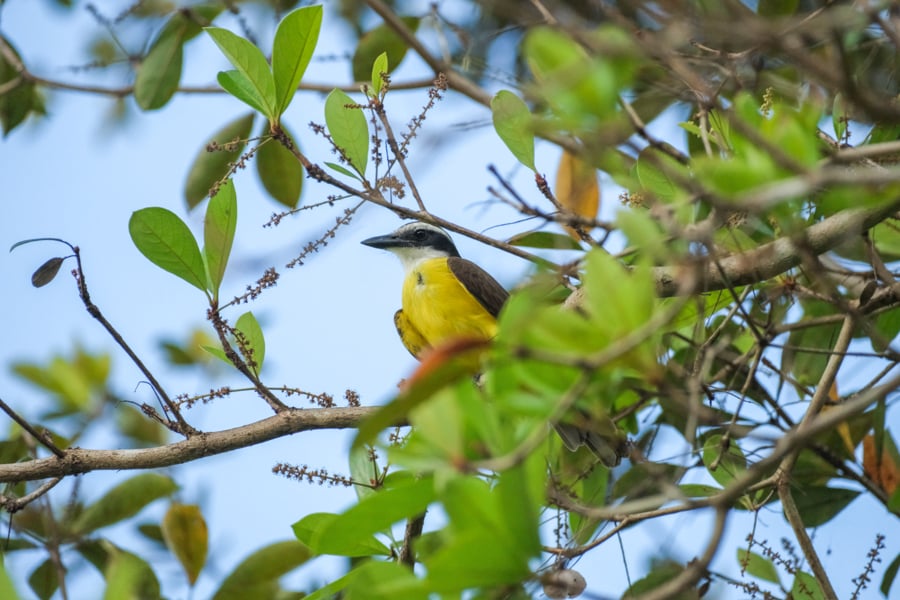 Yellow bird in a tree near the lodge
