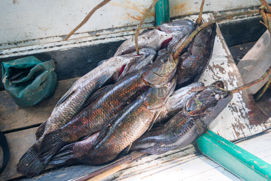 A big catch of anjumara fish in the boat