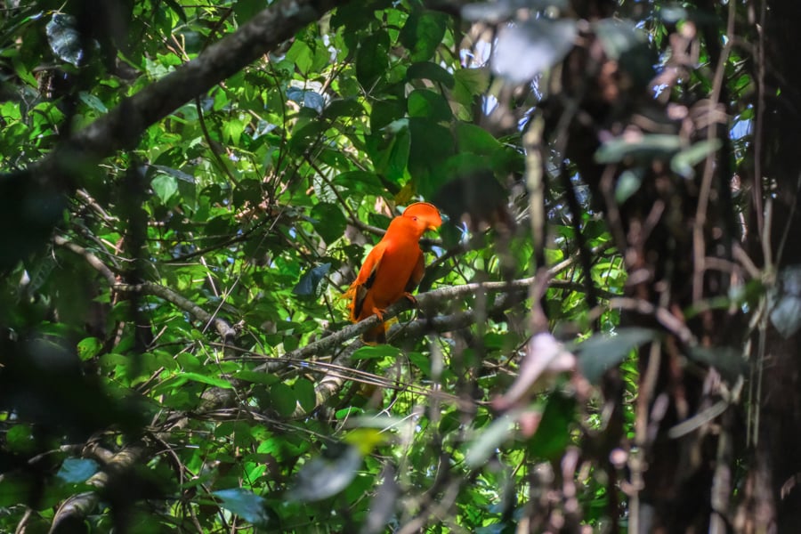 Bright orange cock-of-the-rock bird