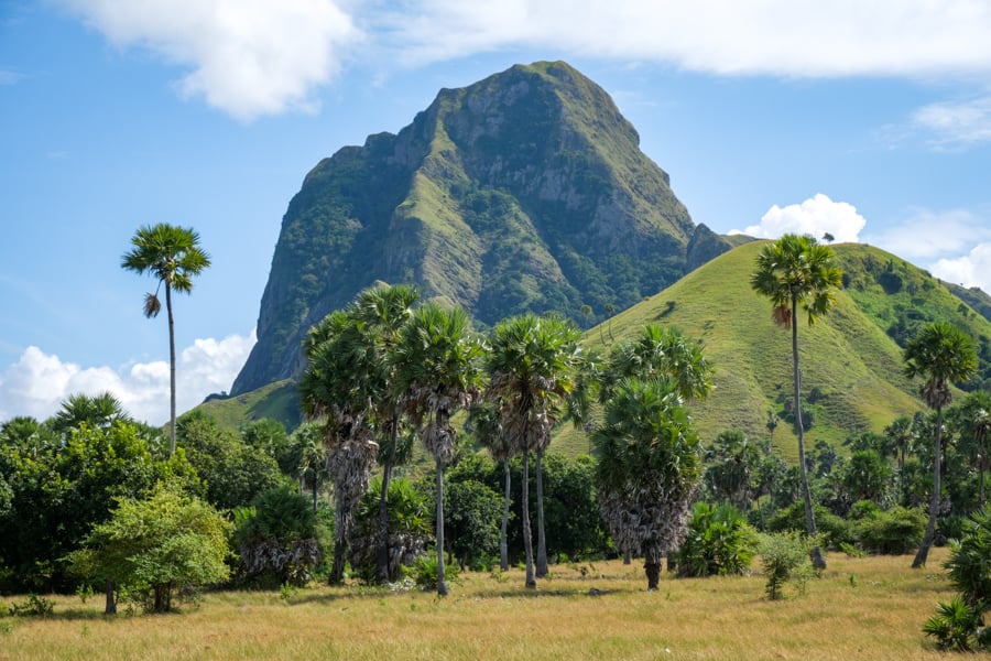 Hills and palm trees