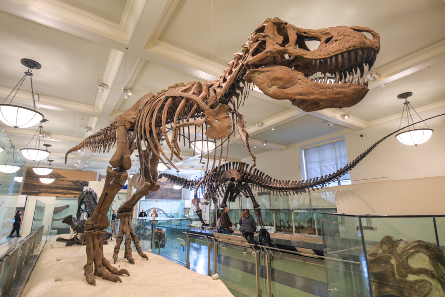 Tyrannosaurus Rex dinosaur skeleton at the American Museum of Natural History in NYC
