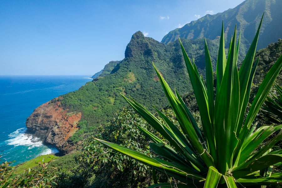 Exotic plants and scenery on the Kalalau Trail in Kauai Hawaii