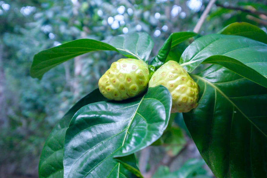 Noni fruit