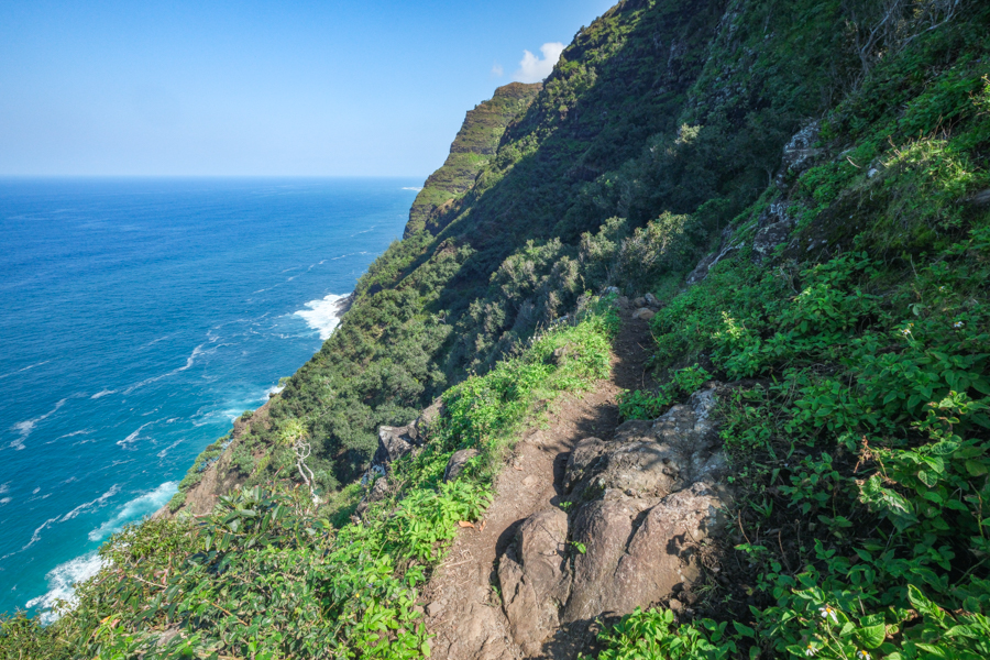Narrow jungle path near an ocean cliff