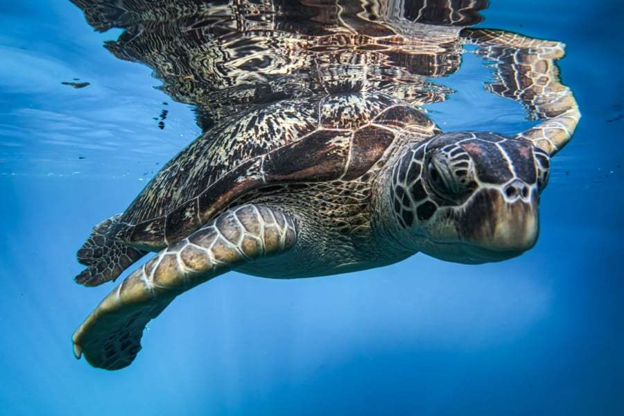 Sea turtle at the Moko lake in Muna